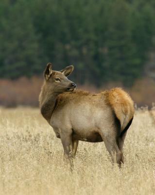 RMNP-Elk Cow-w.jpg