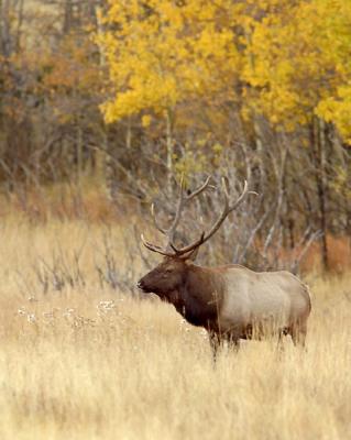 Moraine Bull Elk-RMNP2w.jpg