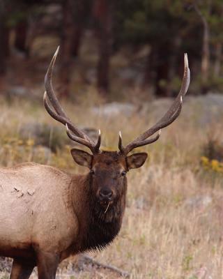 Moraine Bull Elk-RMNP1W.jpg
