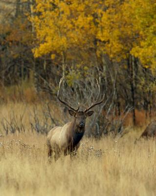 Moraine Bull Elk-RMNP3w.jpg