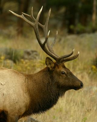 RMNP-Trophy Bull Elk-w.jpg