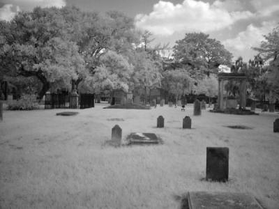 Savannah 2004