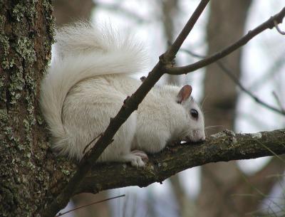 Gloomy Day Squirrel