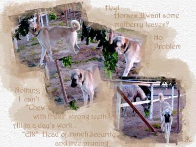 Elk 's tree prunning page