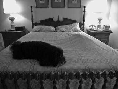 At last...I'm finally rid of that darned cat!