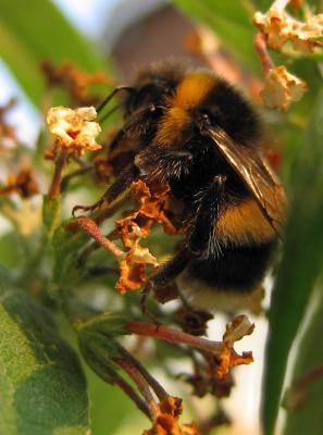 Wild animal (Bee)