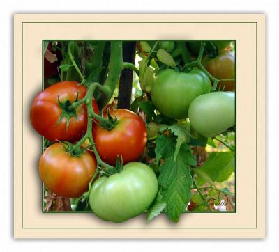 u36/digipets/medium/32290402.Tomatoharvest1.jpg