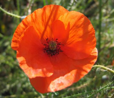 Wildflower (Poppy)