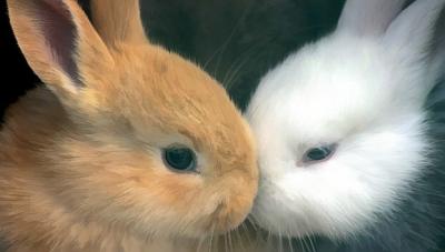 bun-bun.jpg
