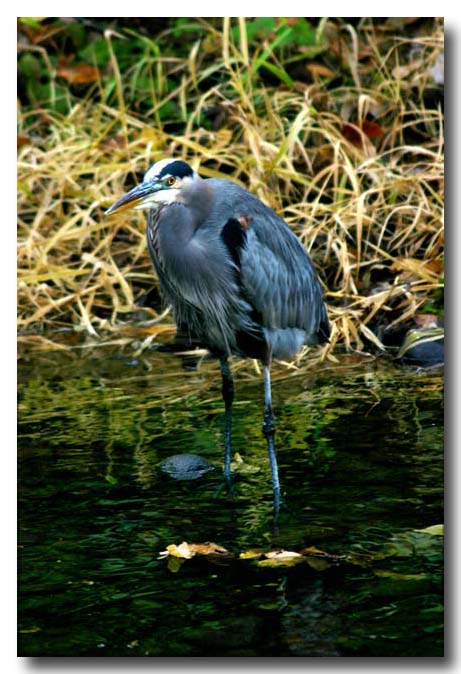 Great Blue Heron