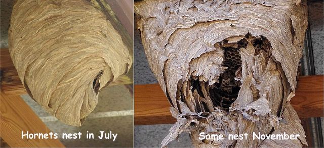 hornets nests