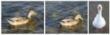 Duck, Duck, Goose