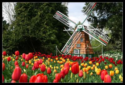 Tulip Festival