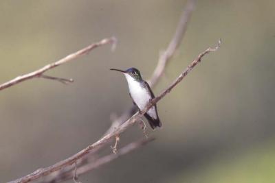 Andean Emerald Hummingbird, Tandayapa Valley