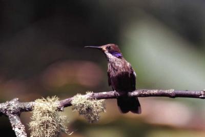 Brown Violet-Ear Hummingbird
