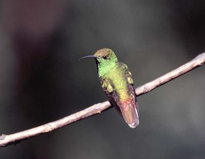 Coppery-headed Emerald Hummingbird Male