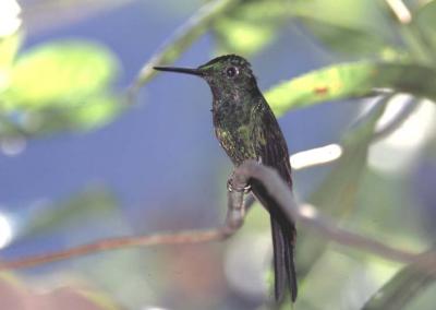 Empress Brillant Hummingbird Male, Tandayapa Valley
