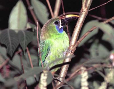 Blue-throated Toucanet at Monteverde