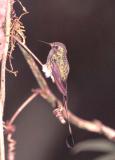 Booted Racket-tail Hummingbird, Tandayapa Valley