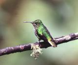 Coppery-headed Emerald Hummingbird Female