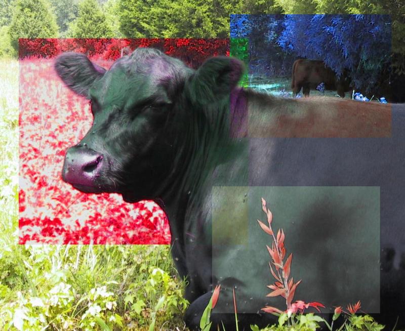 Psychedelic Cow, Gretna, Virginia.jpg