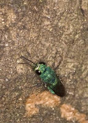 u36/dlee/medium/32235248.CRW_6832Green.jpg