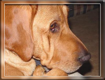 u36/dog_breath/medium/32157897.molly01a.jpg