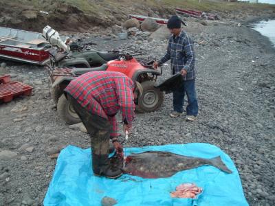 Halibut Fishing, Savoonga Alaska, St Lawrence Island