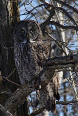Great Grey Owls