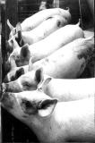 Hoglets