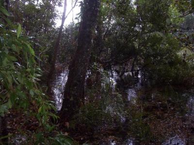 wet lands.jpg