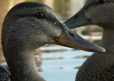 Water Off A Duck ...