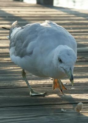 The Imposter