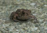 Little Guy