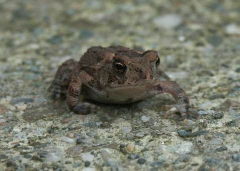 Little Guy