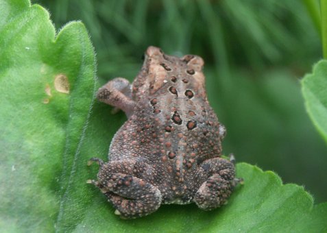 Toad Butt