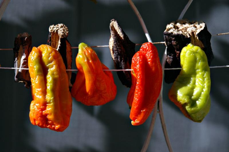 Niksar drying vegetables