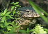 Water Monitor Lizard - up close and personal