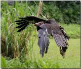 White-headed Vulture