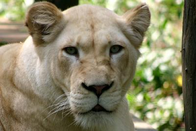 White Lion