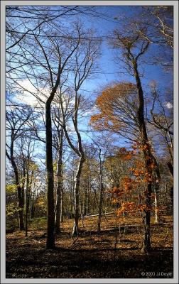 Tall Fall II pc.jpg