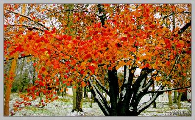 Fall Colors with White pc.jpg