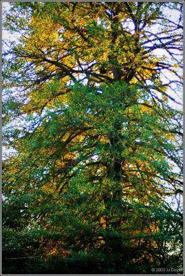 Tree at Dusk pc.jpg