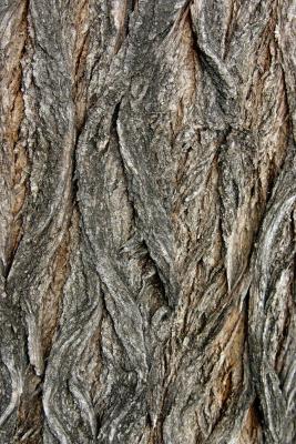 Bark