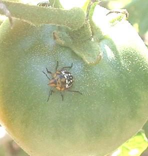 blacknwhitebug2.JPG