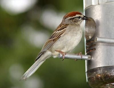 Chipping Sparrow01lo.jpg