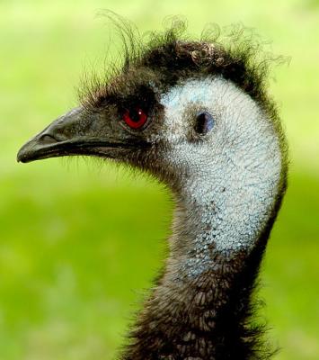 Emu-02-lo.jpg