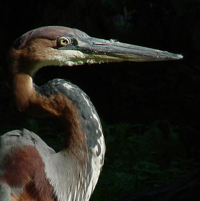 u36/dremeaux/medium/23696112.GoliathHeron09lo.jpg