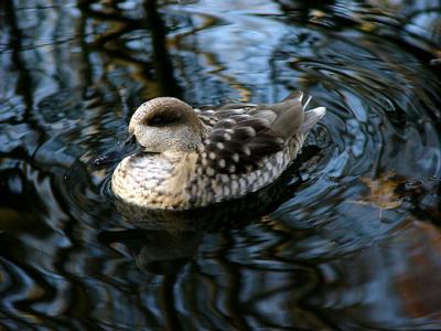 Marbled Teal 07lo.jpg