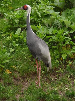u36/dremeaux/medium/23696119.WhitenapedCrane01lo.jpg